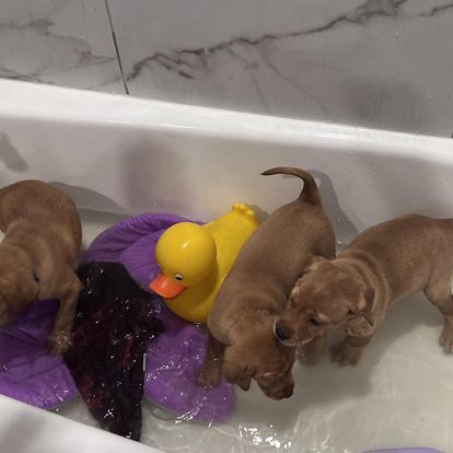 Four brown puppies in a bathtub with a yellow rubber duck and purple cloth toy.
