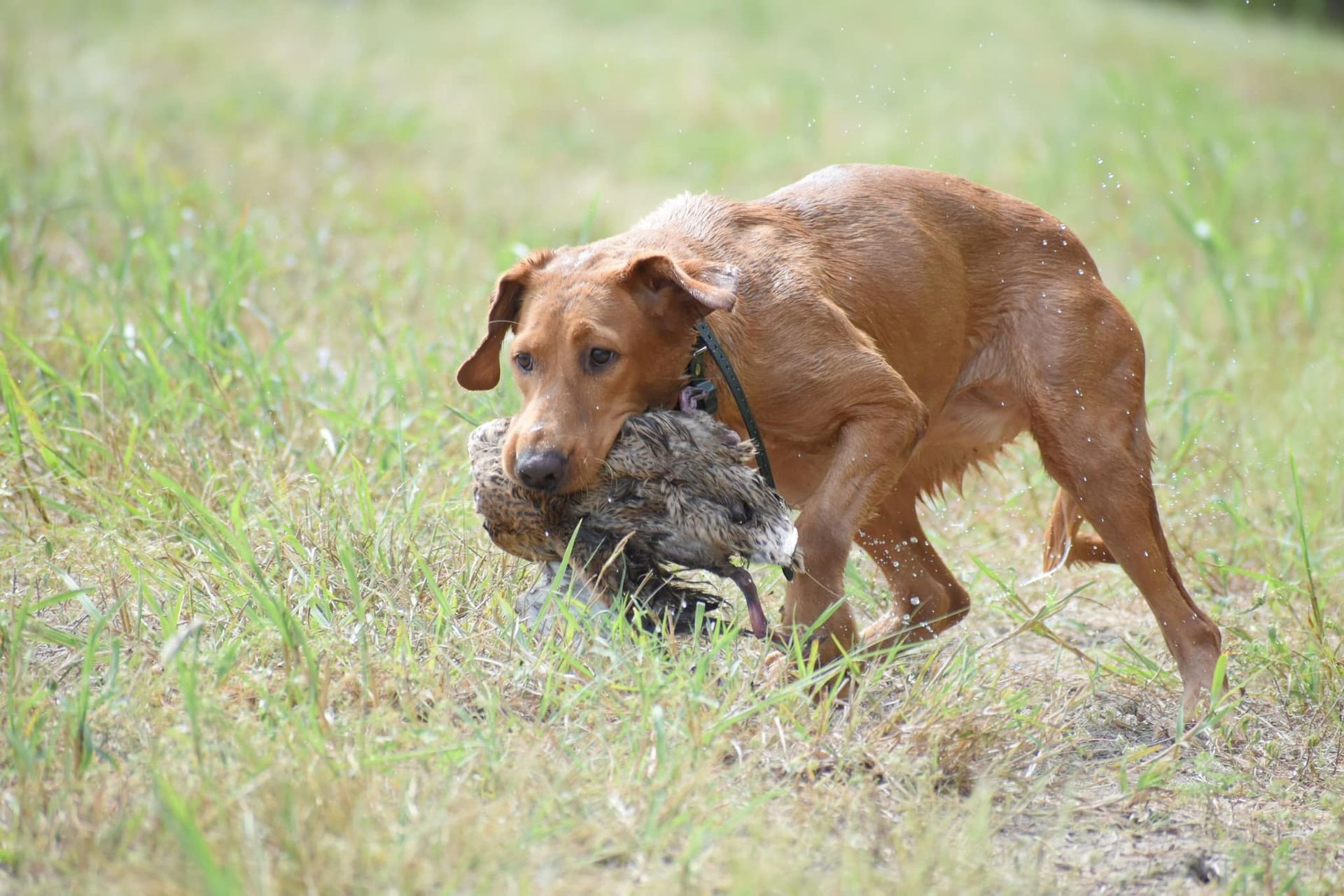 Golden retriever carrying a bird in its mouth through a grassy field.