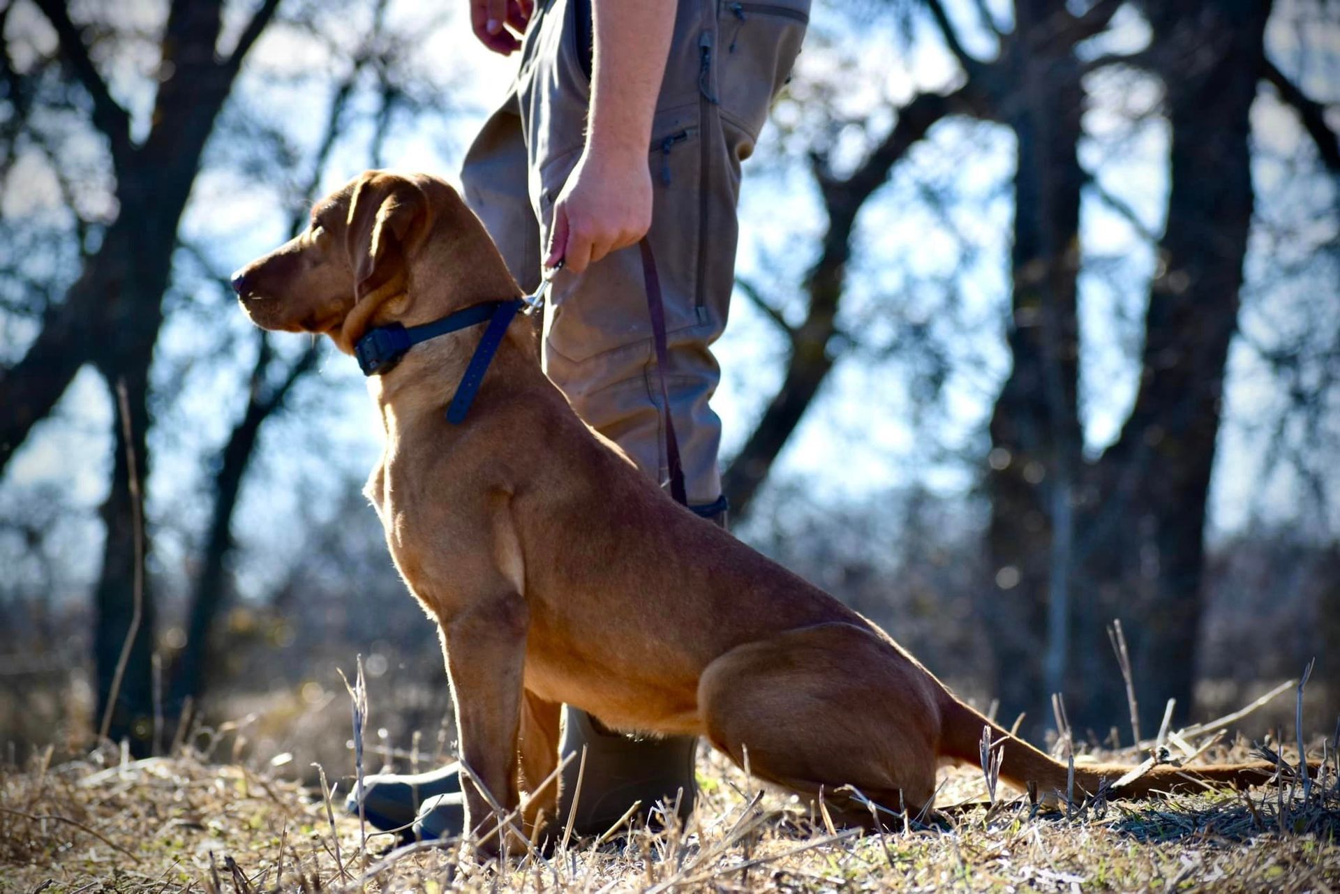 Brown dog sits attentively beside a person in a field. Dog wears a blue collar and a training device.