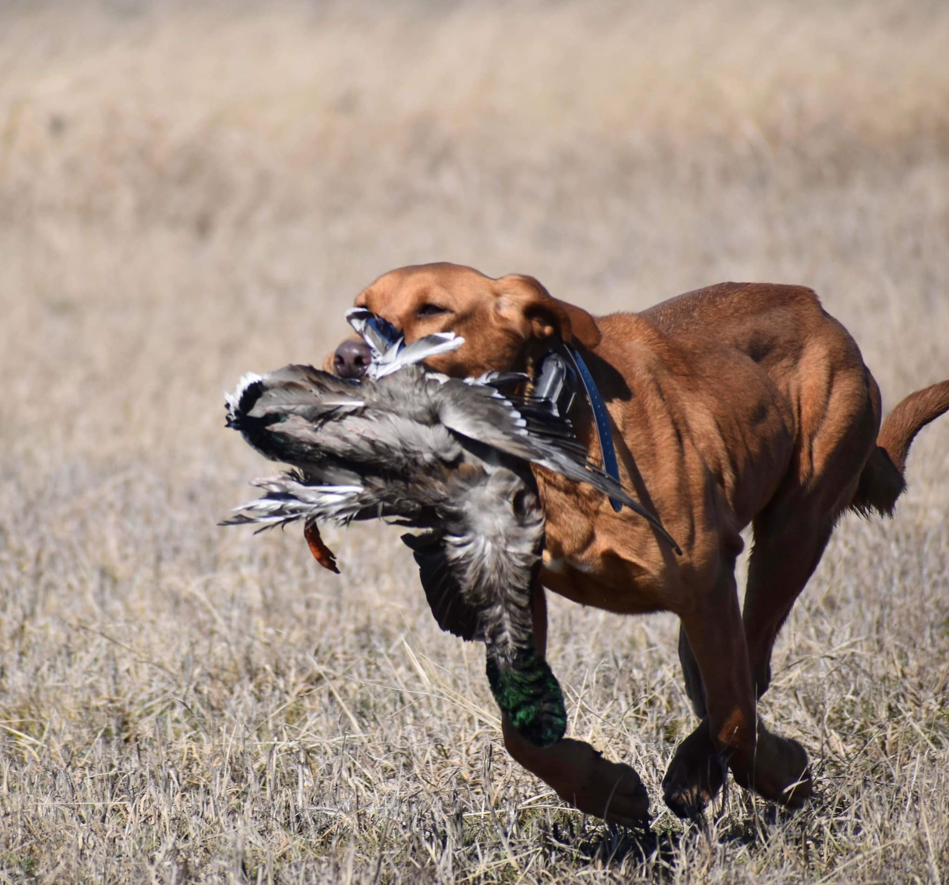 A reddish-brown dog running through a field, carrying a dead duck in its mouth.