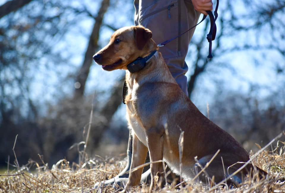 Brown dog with a black collar sits attentively near a person outdoors, in a field, under a bright blue sky.