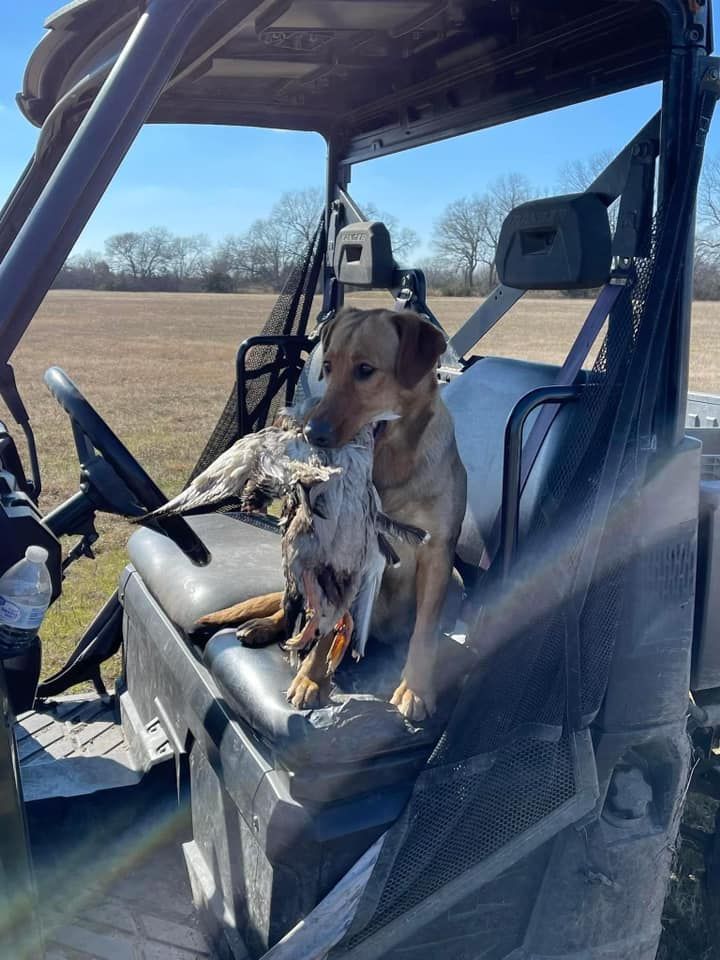 Dog holding a bird sits in a utility vehicle. Blue sky, field in the background.