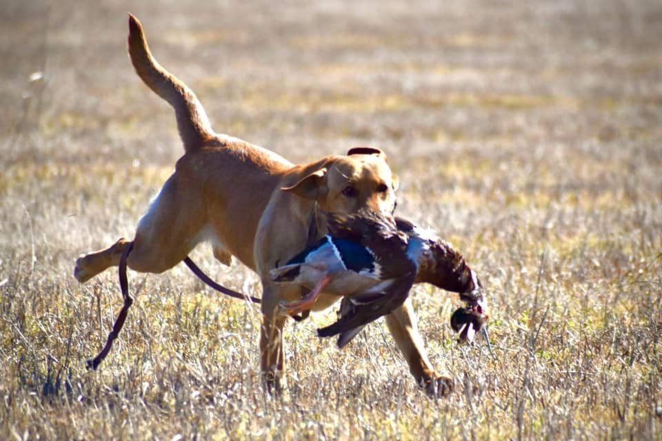 Yellow Labrador retriever running through a field with a duck in its mouth.
