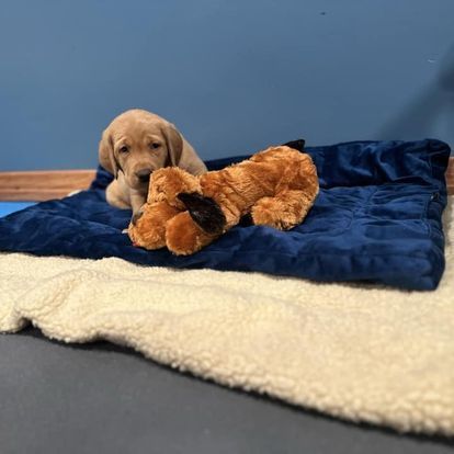 Yellow puppy nestled on a blue blanket with a stuffed toy, resting on a white mat.