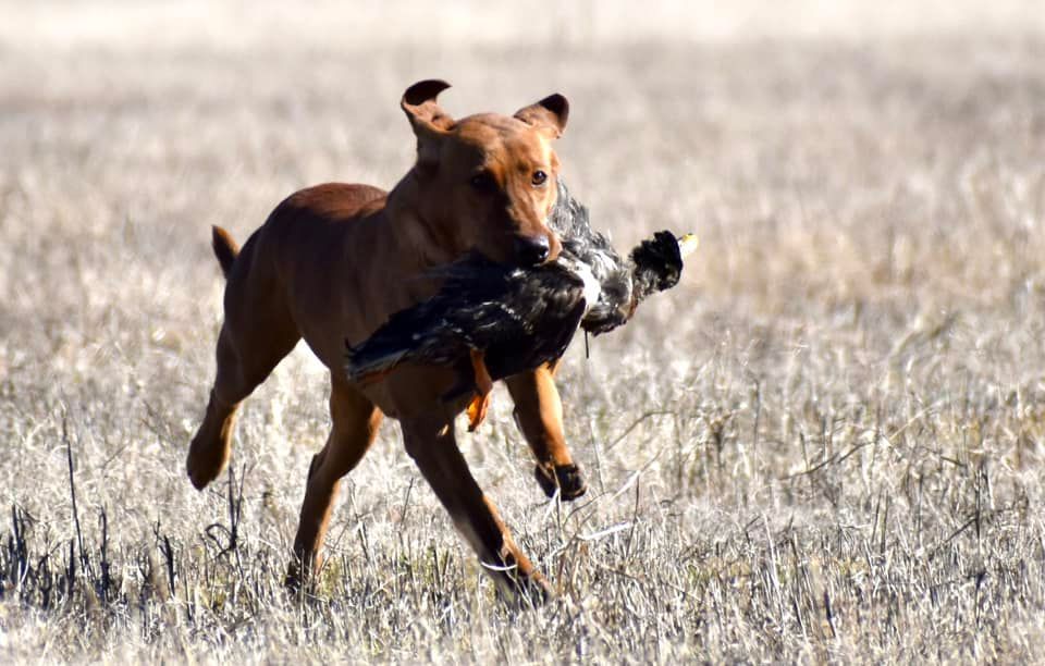 Brown dog running through field, carrying a dark bird in its mouth.