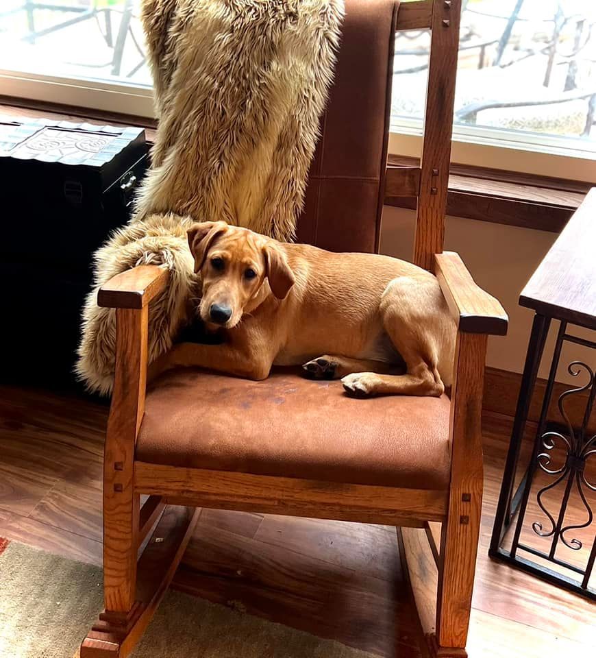 Dog reclining on a brown leather rocking chair, with a furry blanket. Window in background.