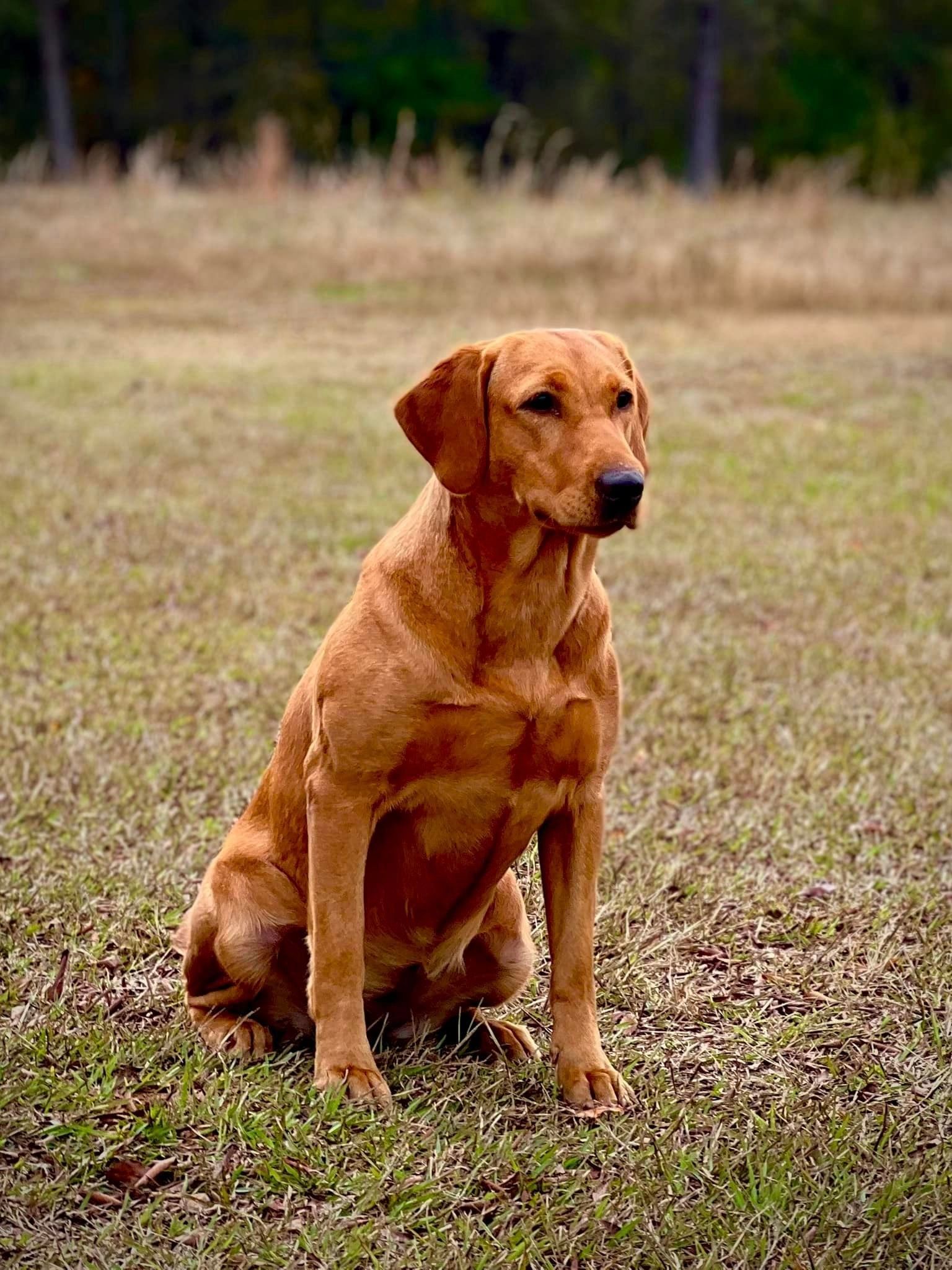Golden Labrador retriever sitting in a field.