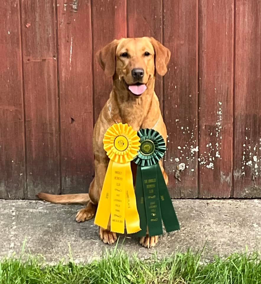 Fox-red Labrador with tongue out, sitting with yellow and green ribbons against a weathered, red barn.