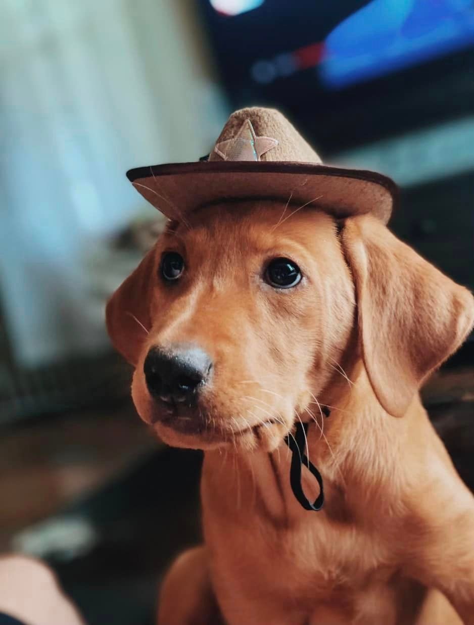 Golden Labrador puppy wearing a small cowboy hat, looking up with a soft expression.