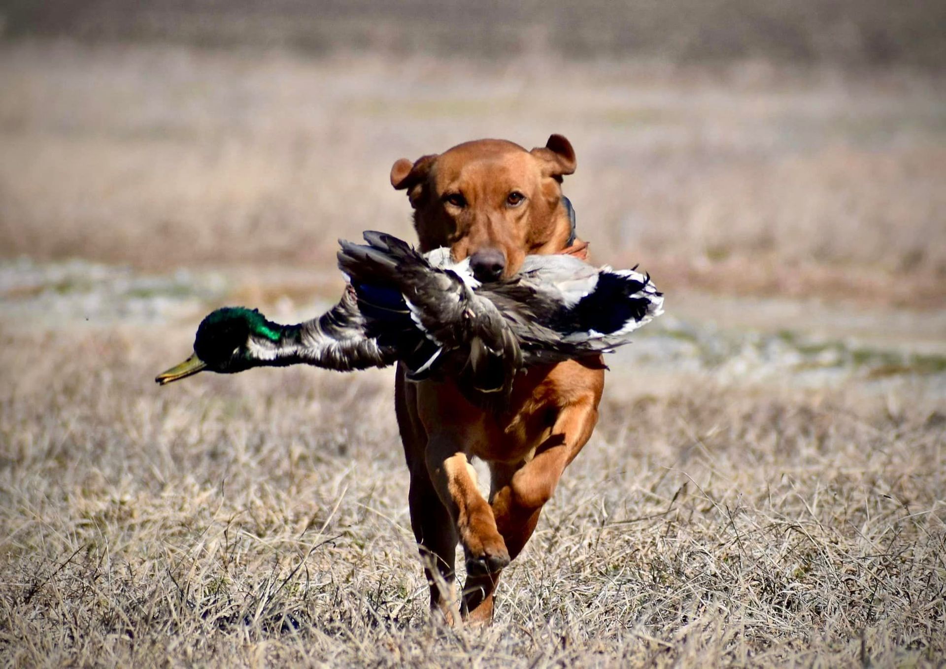 Brown dog running through field carrying a duck in its mouth.