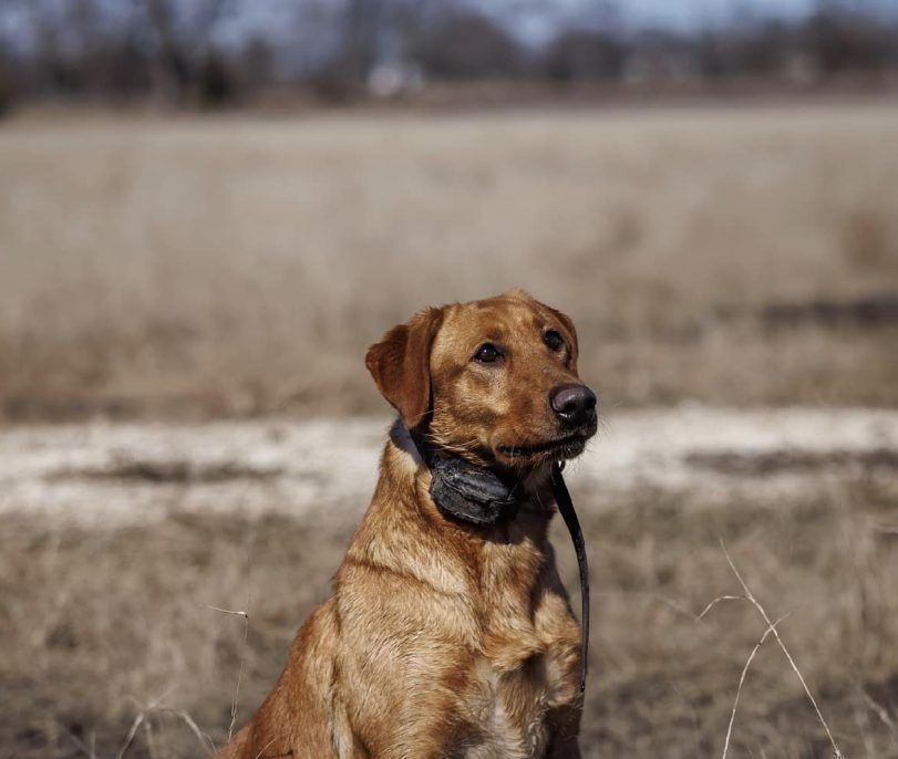 Brown Labrador dog with a collar sitting in a field.