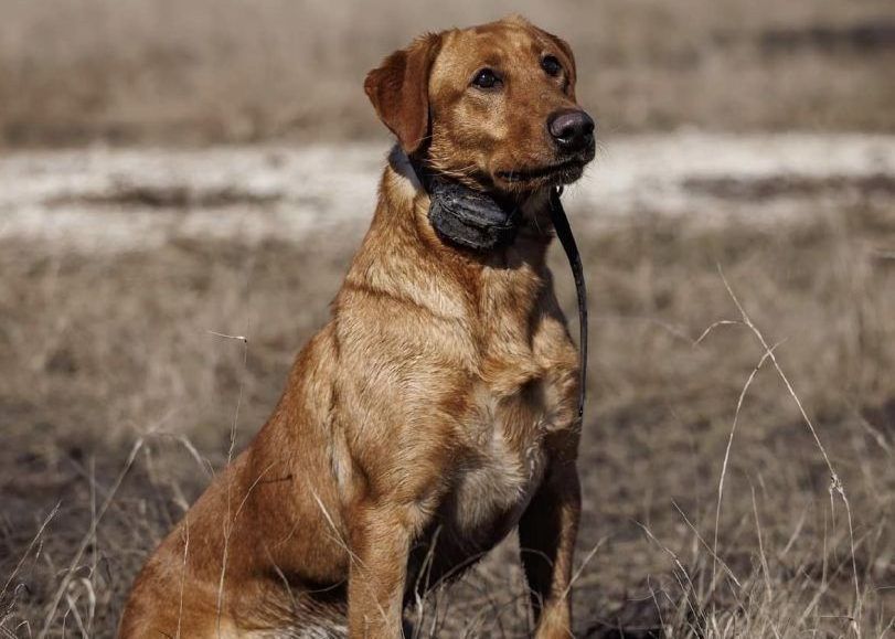 Golden Labrador dog sitting attentively in a field, wearing a black collar.