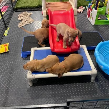 Five brown puppies playing in a pen with a red slide, blue beds, and a pool.