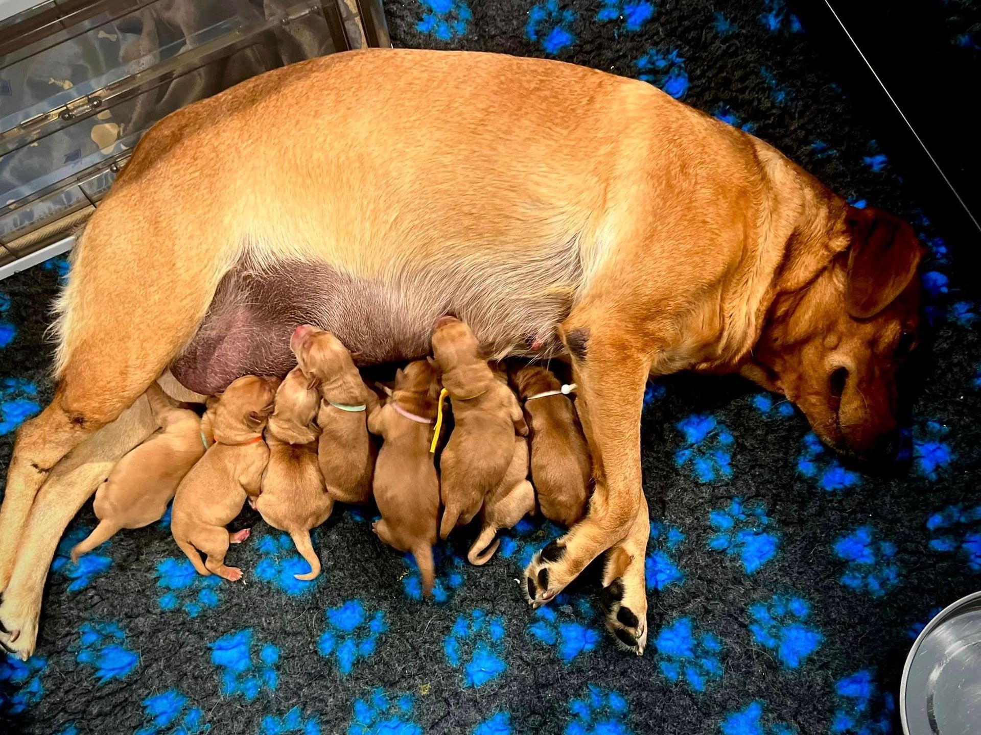 Brown dog nursing several brown puppies on a blue paw print blanket.