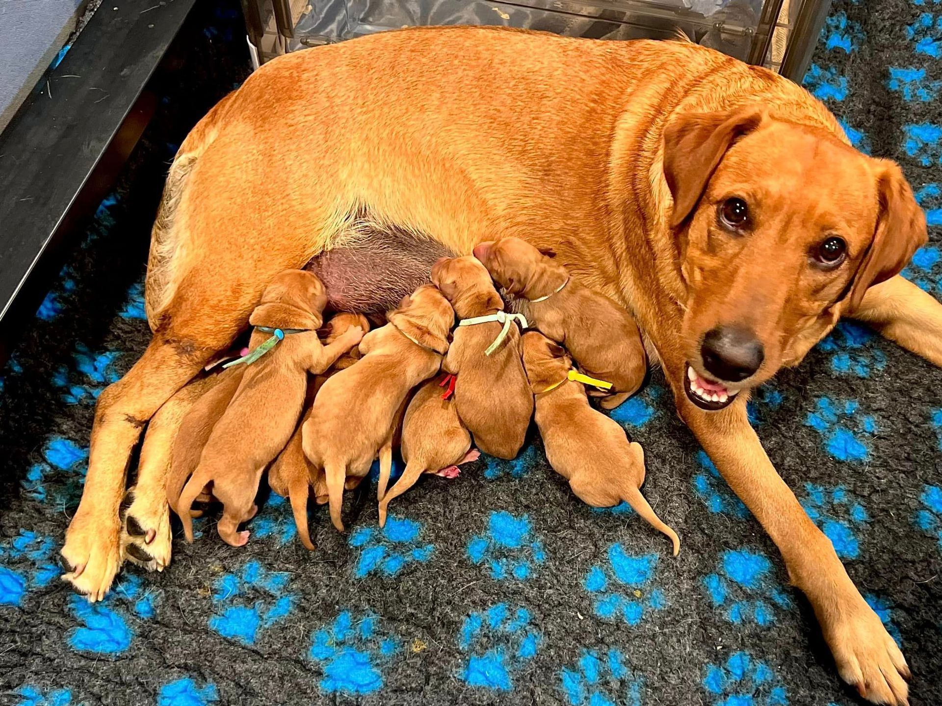 Brown dog nursing several reddish-brown puppies on a blue paw-print surface; dog is smiling.