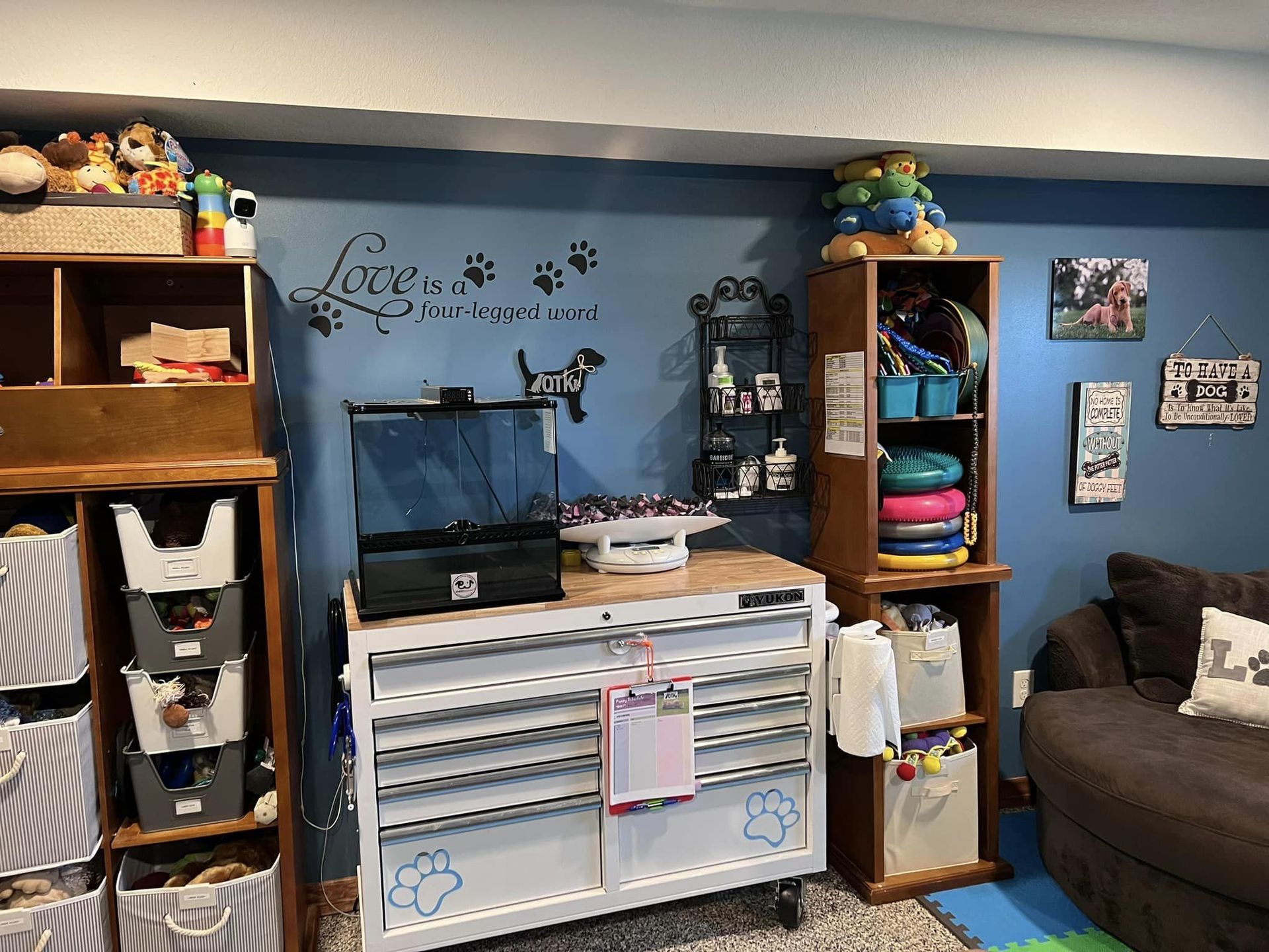 Dog grooming area with blue walls and wooden shelving. A cabinet with supplies sits in the center.