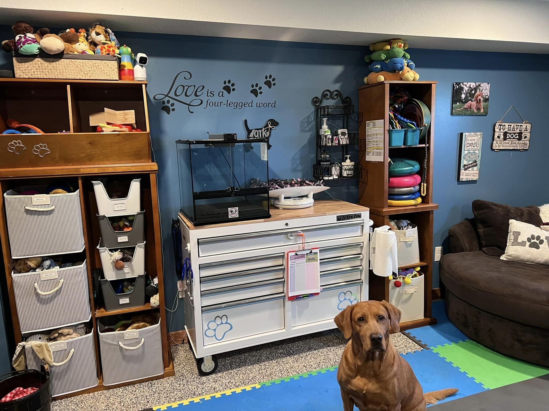 Brown dog sits in a dog supply room with cabinets, storage bins, a tool chest, and paw print wall art.