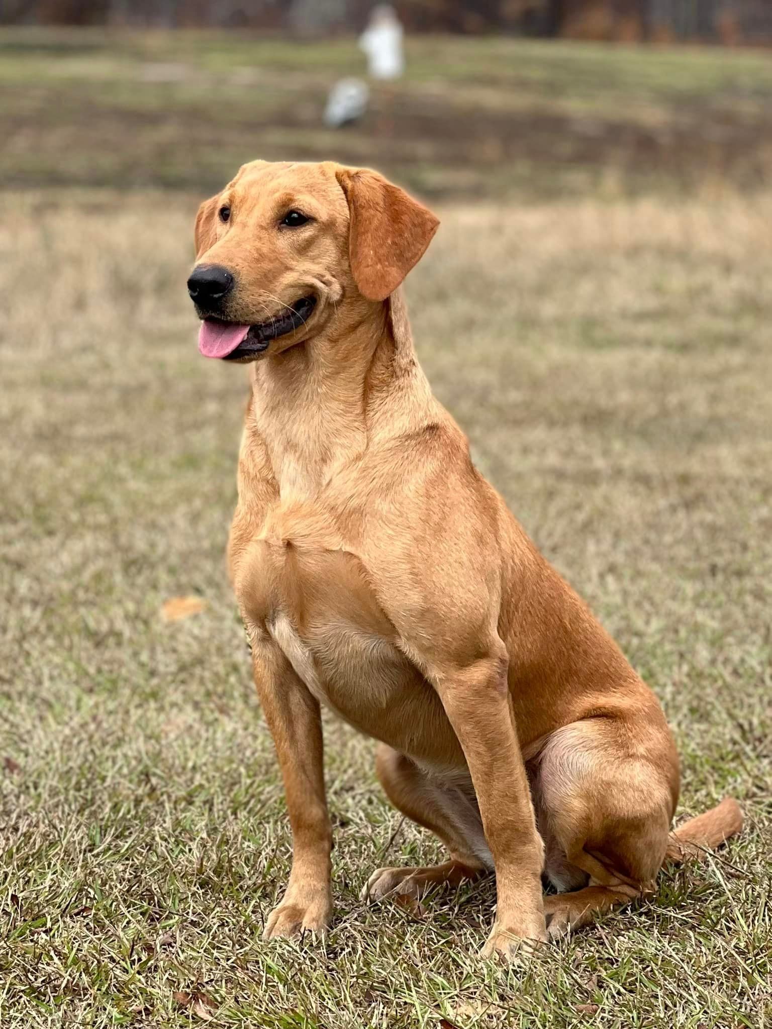 Golden-colored dog sitting in a grassy field, looking alert with its tongue out.
