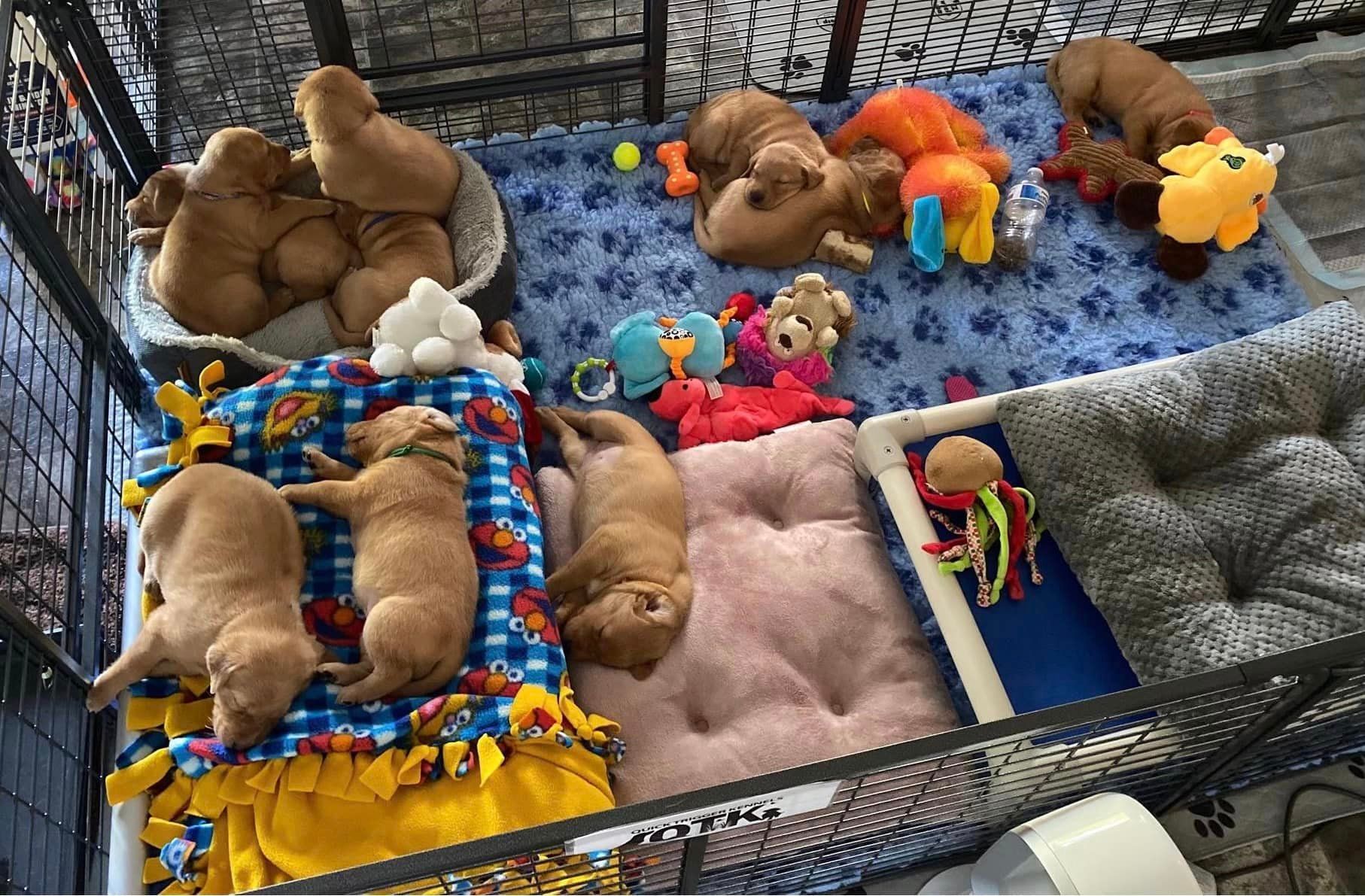 Puppies in a pen with toys and beds; they're golden-brown and napping.