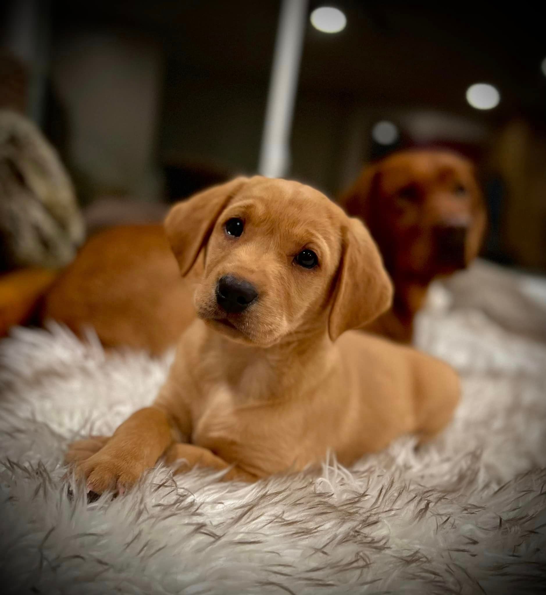 Golden Labrador puppy lies on fluffy white rug, another dog blurred in the background.