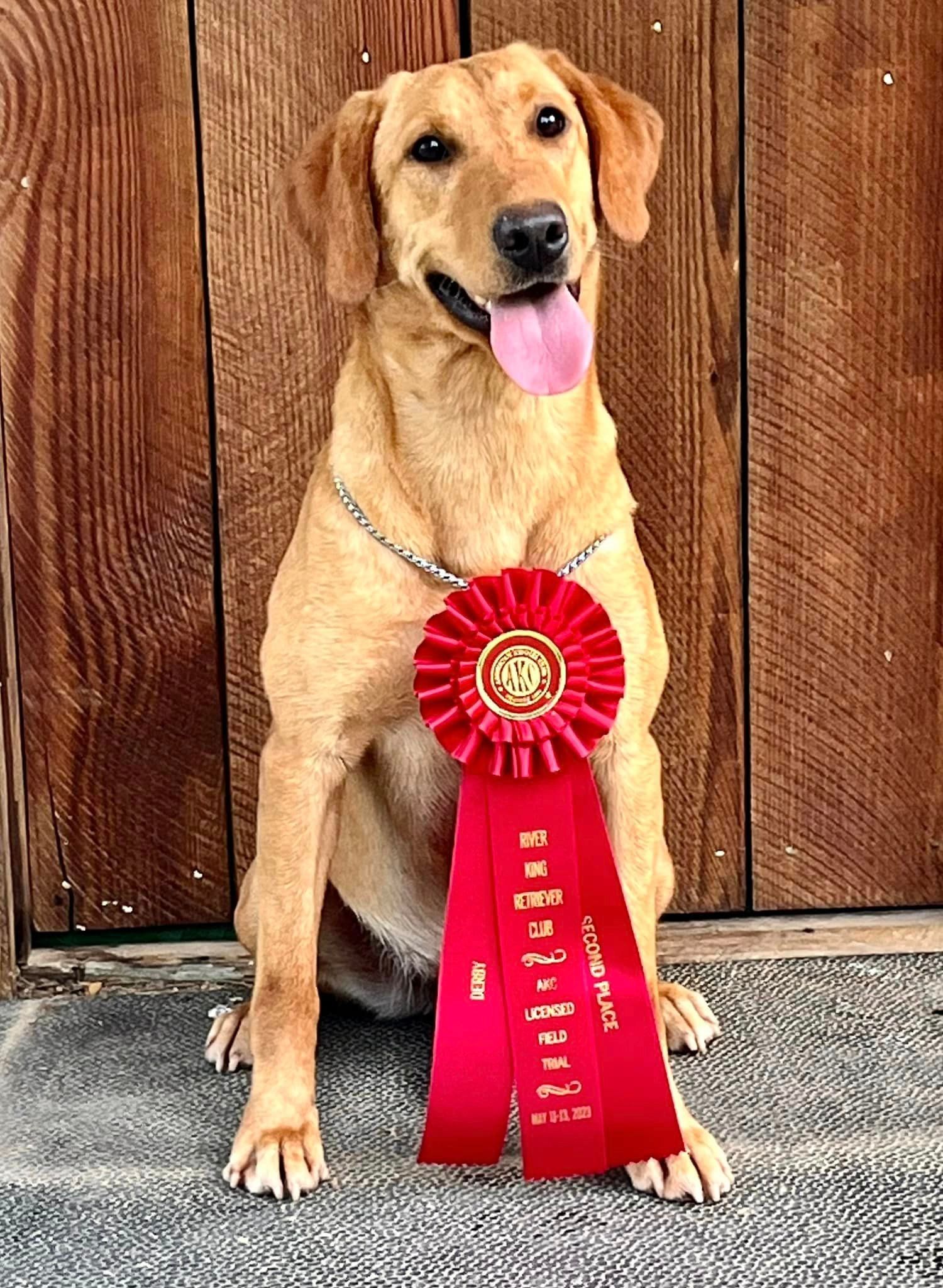 Yellow dog with a red award ribbon sits on a step against a wooden wall, tongue out.