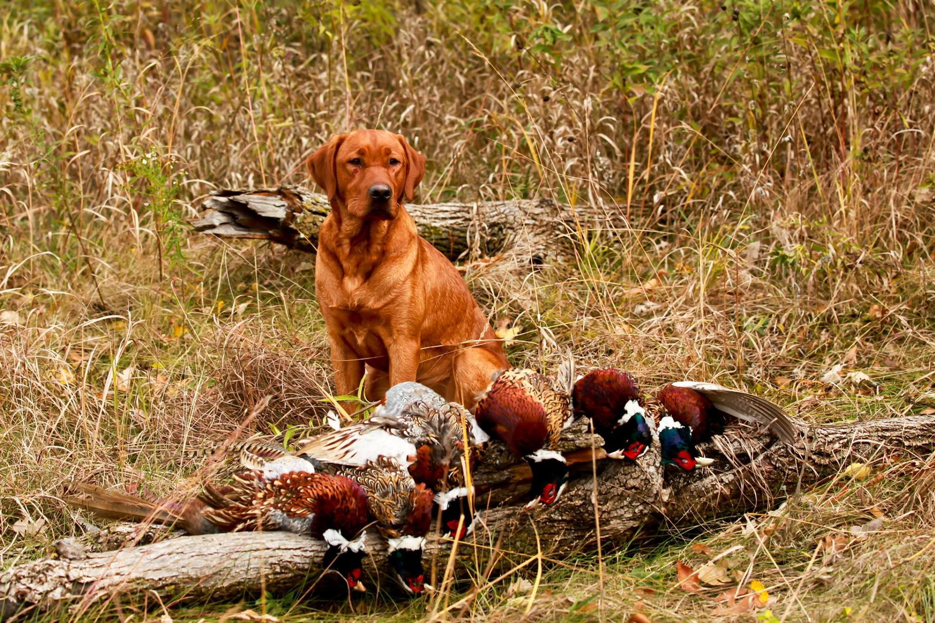 Red-coated dog sits with harvested pheasants on a log in a field of tall grass.