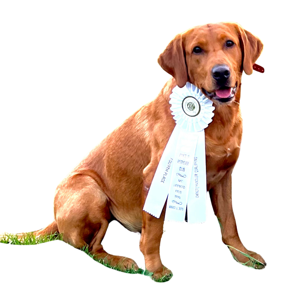 Fox-red Labrador dog sitting and holding a white award ribbon in its mouth, against a white background.