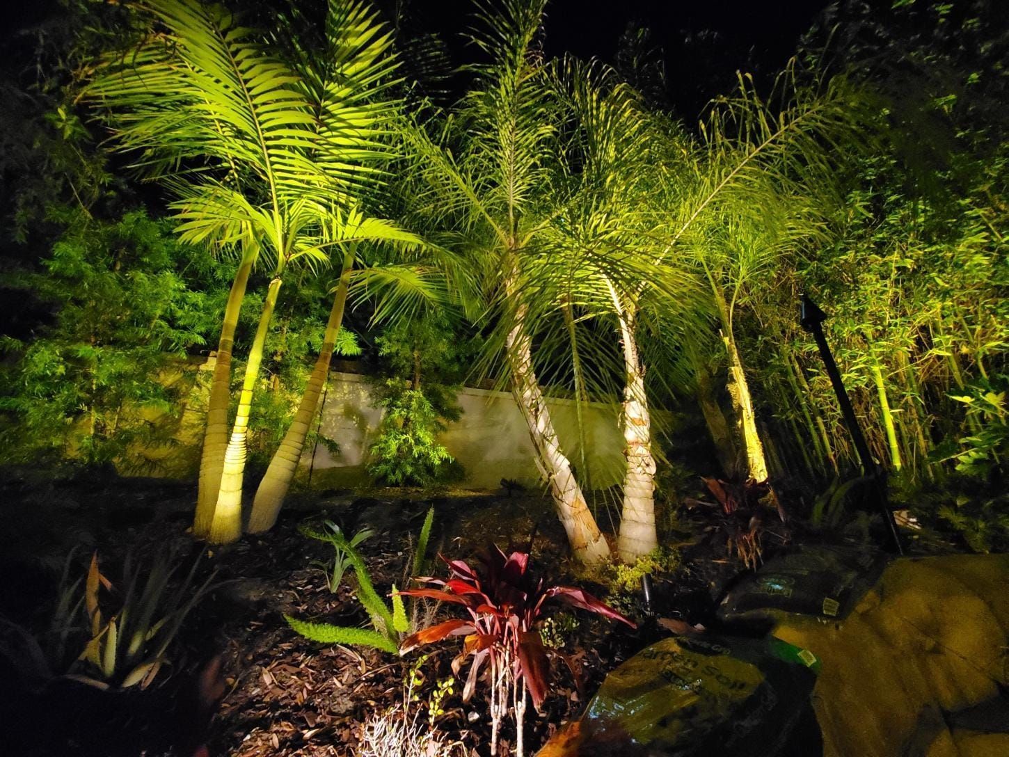 A group of palm trees are lit up at night