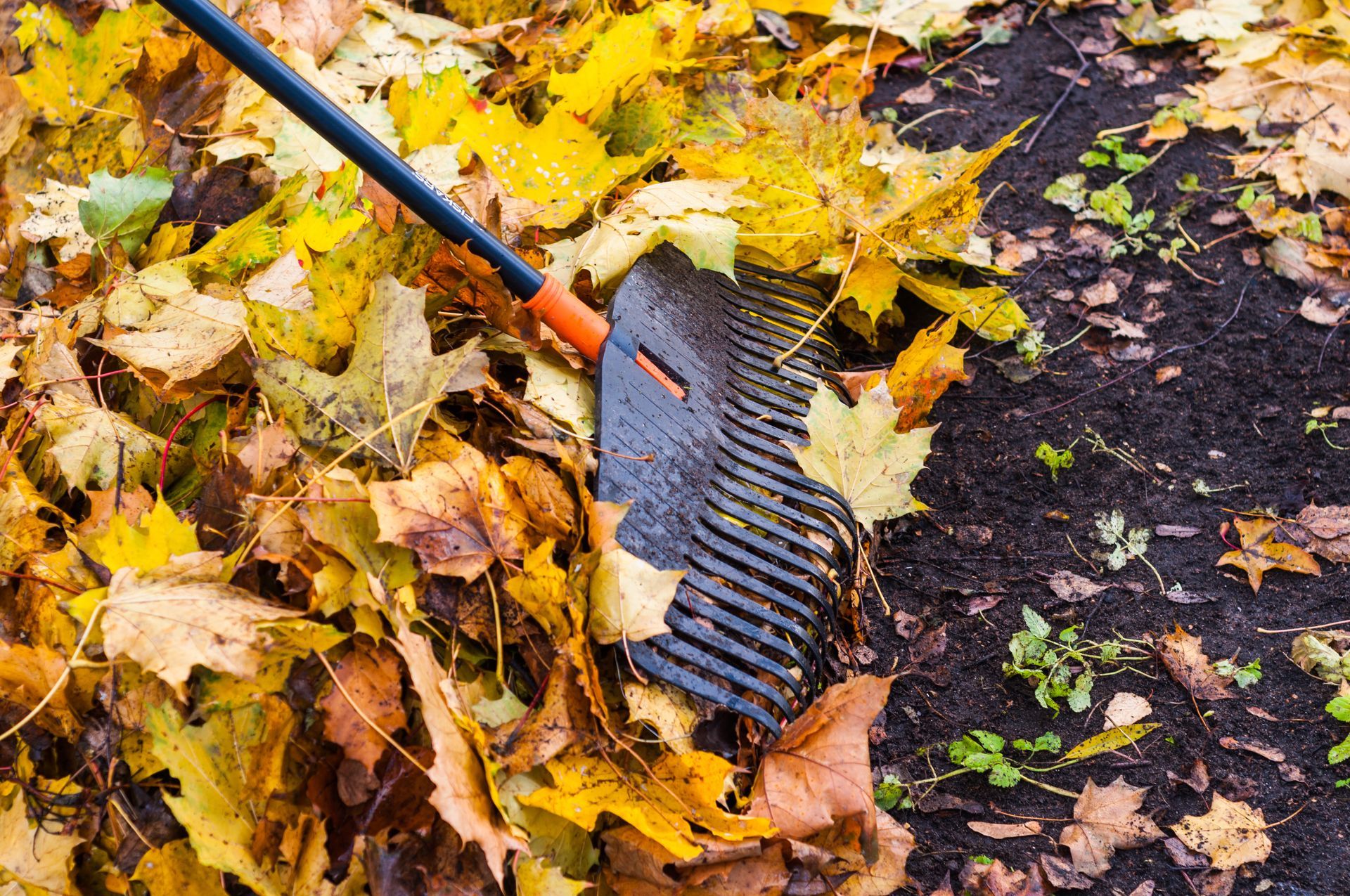 Raking Leaves
