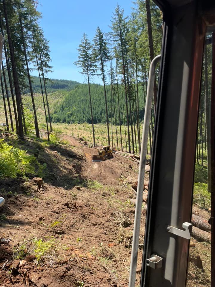 View from a vehicle on a dirt trail through a pine forest, with a cut hillside and green valley ahead