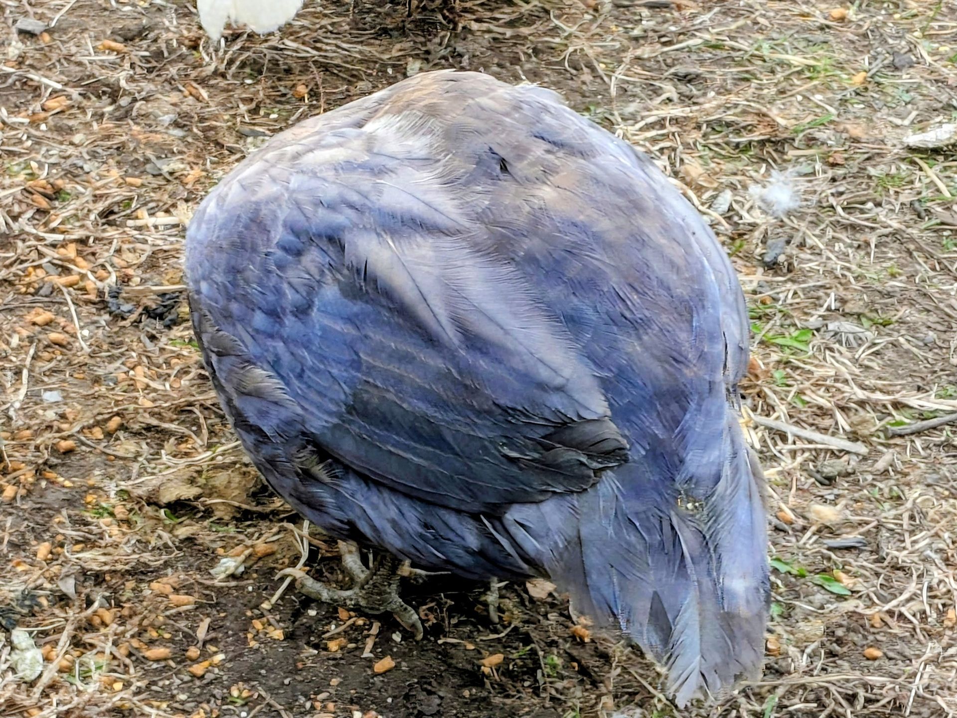 Guineas