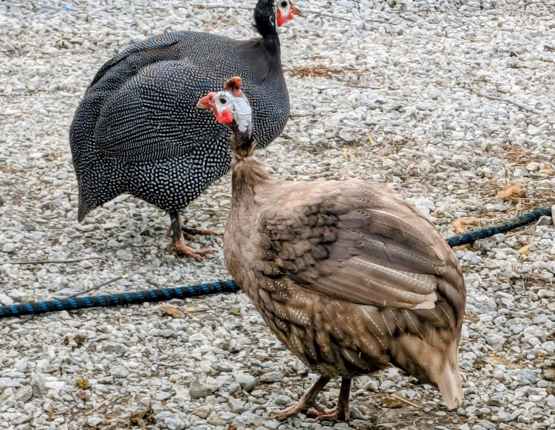 Guineas