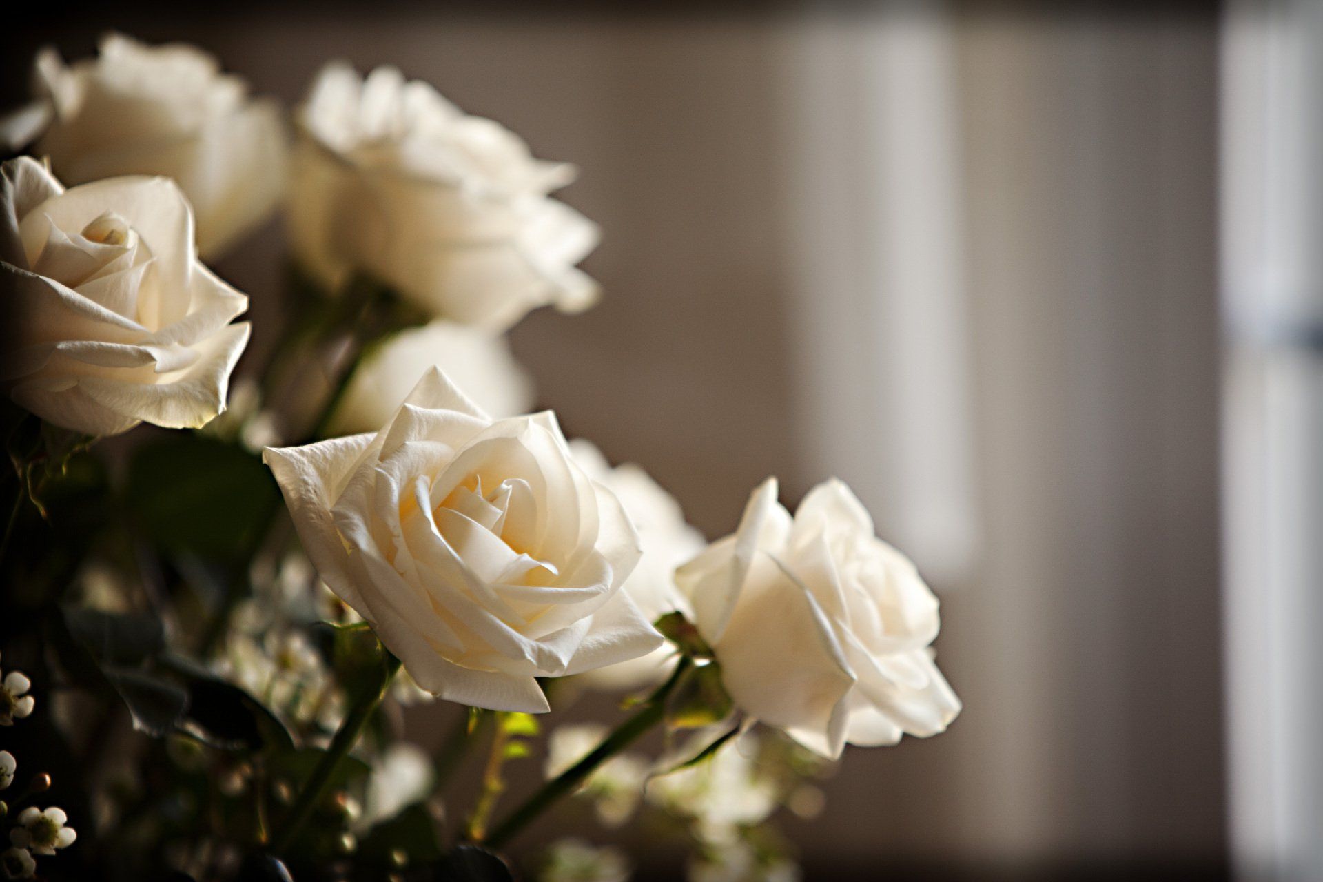 Cream Colored Roses - Gippsland, VIC - Carustone Memorials