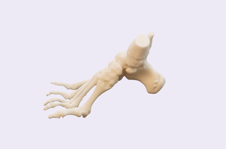 A close up of a skeleton of a foot on a white background.