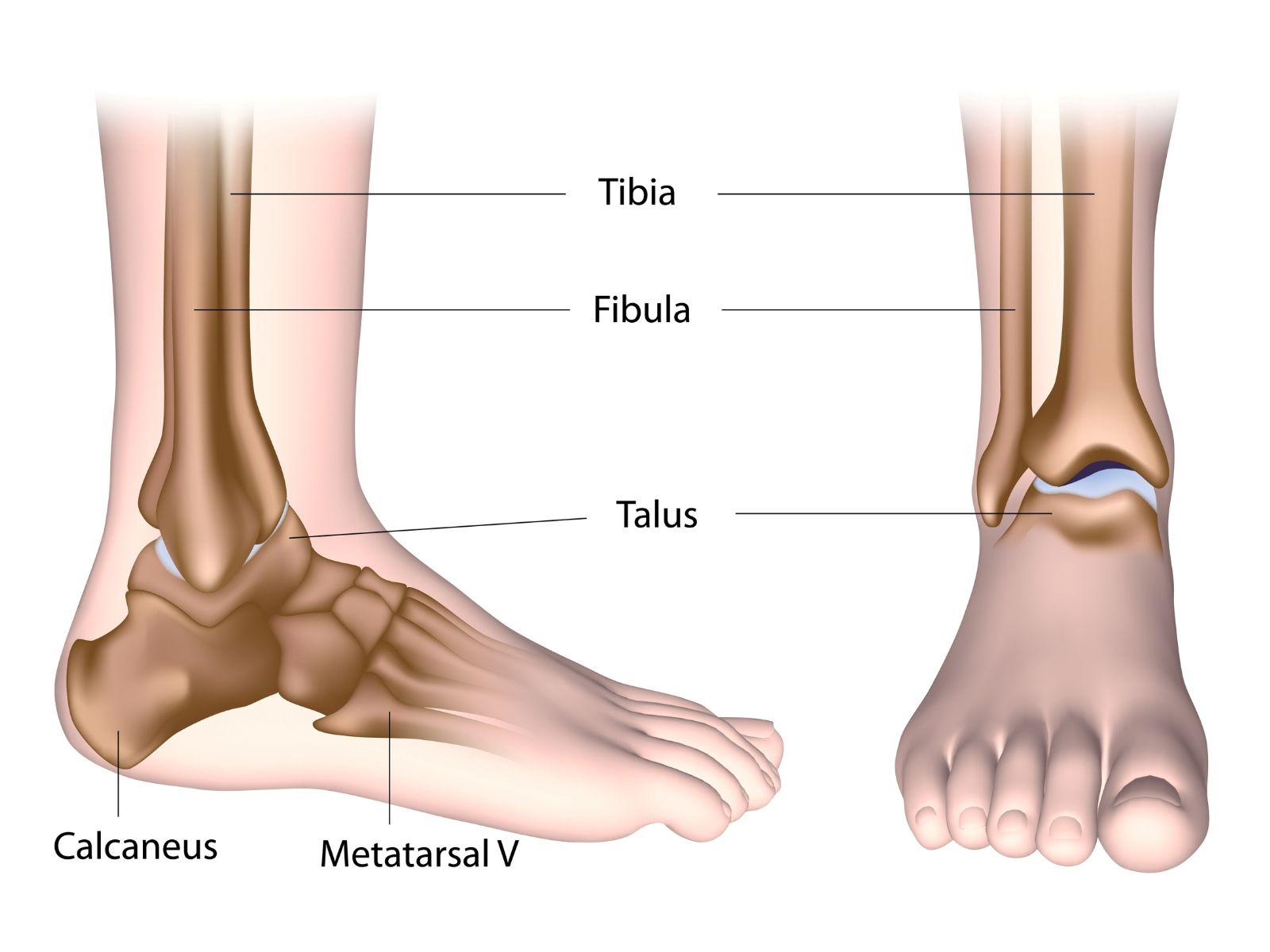 A diagram of the bones of the ankle and foot.