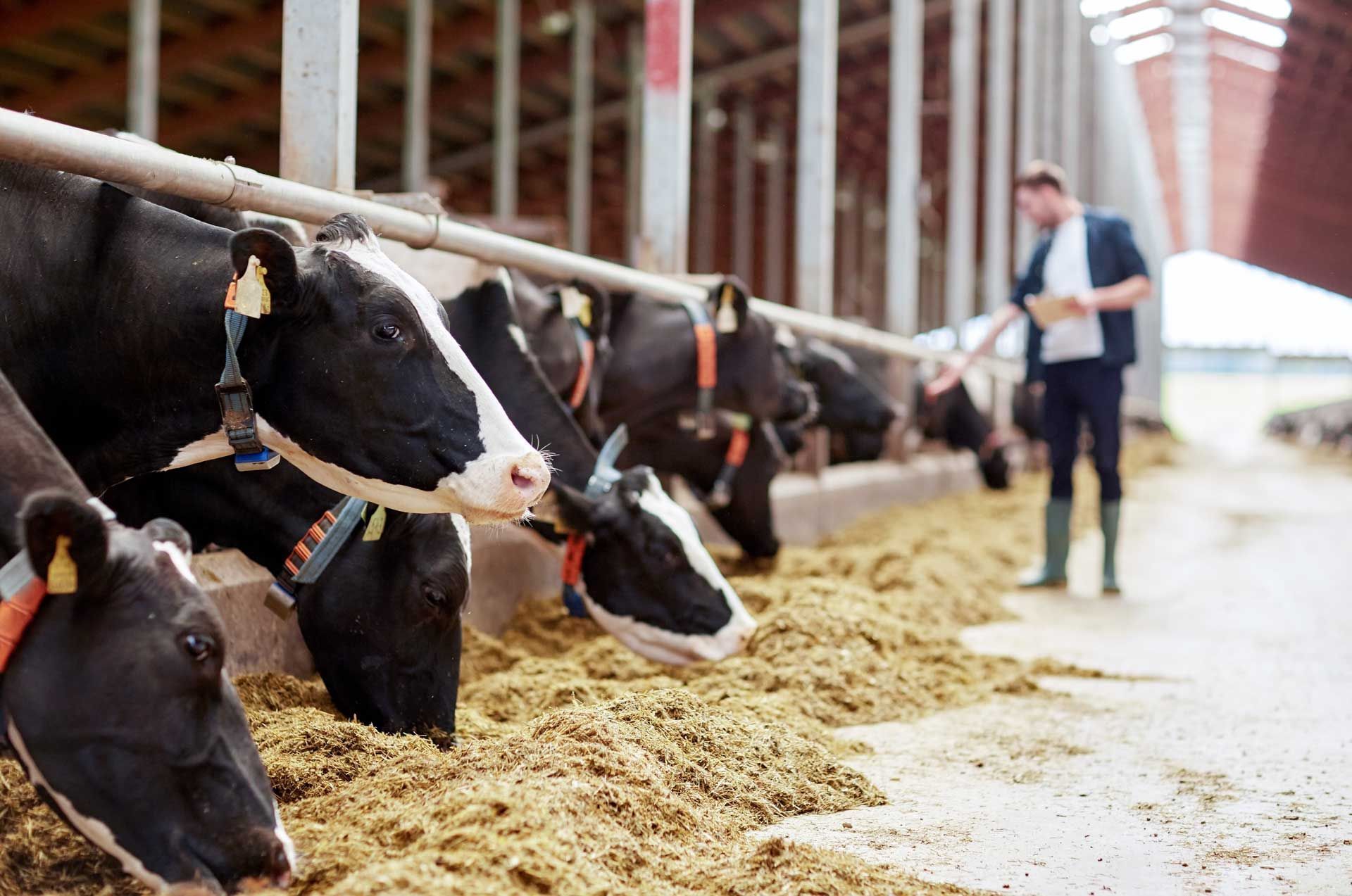 Cows eating hay in a barn while a person in boots and shirt stands nearby, observing them. Cows eating hay in a barn while a person in boots and shirt stands nearby, observing them.