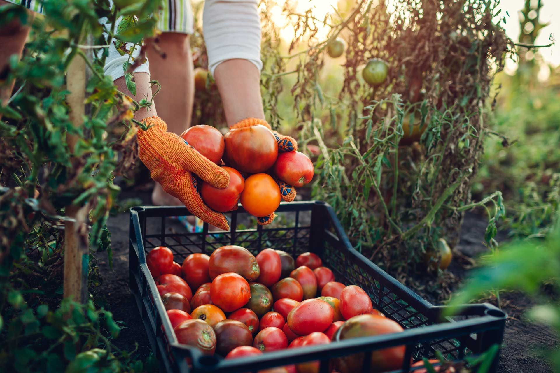Person harvesting ripe tomatoes from a garden, placing them into a black crate. Person harvesting ripe tomatoes from a garden, placing them into a black crate.