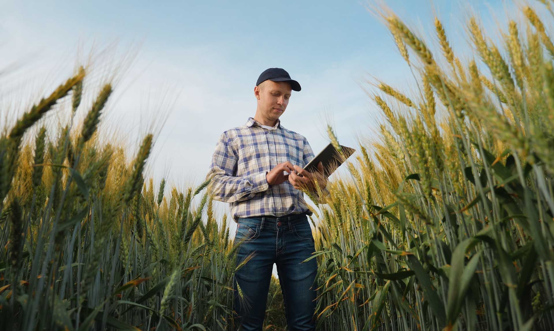 Person in a checkered shirt and cap examines a tablet in a wheat field. Person in a checkered shirt and cap examines a tablet in a wheat field.