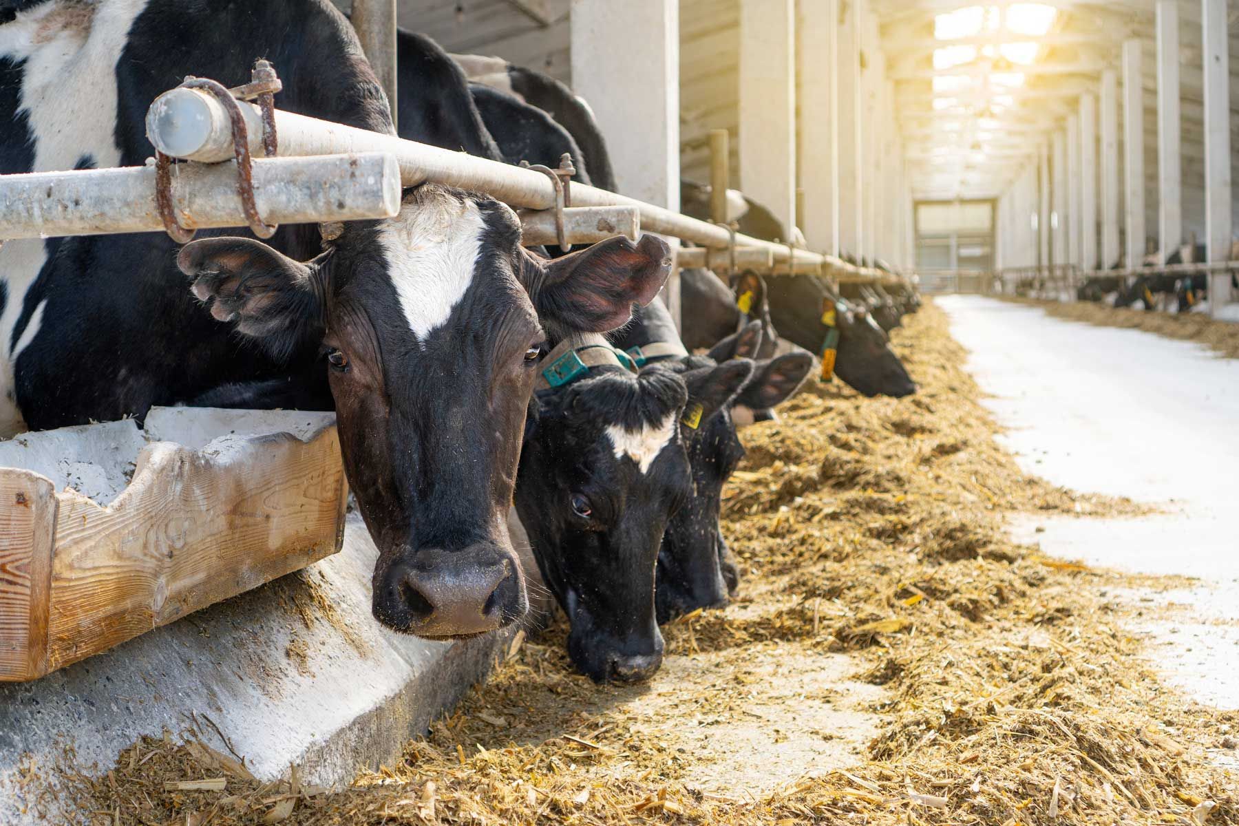 Cows in a barn feeding from a trough, sunny light streams in. Cows in a barn feeding from a trough, sunny light streams in.
