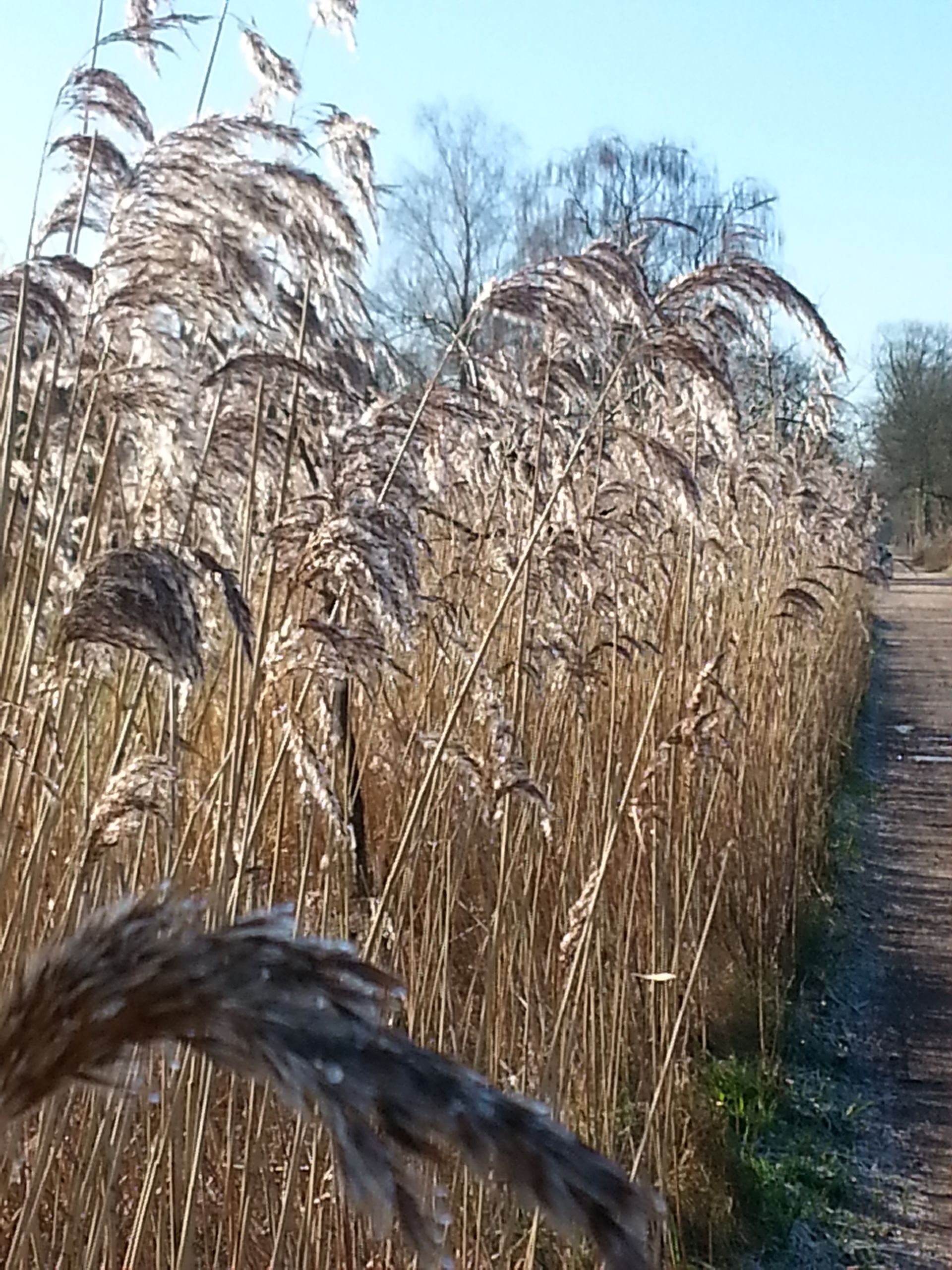 Sfeerbeeld van wuivende grassen.