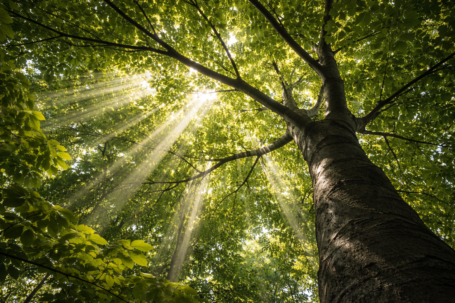 Zonlicht schijnt door de bladeren van een sterke hoge boom in een bos en werpt lichtstralen.