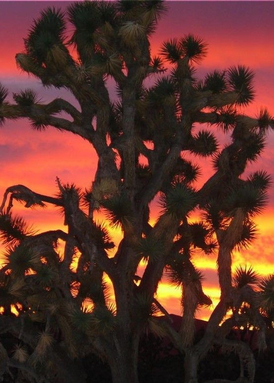 A sunset with a tree in the foreground