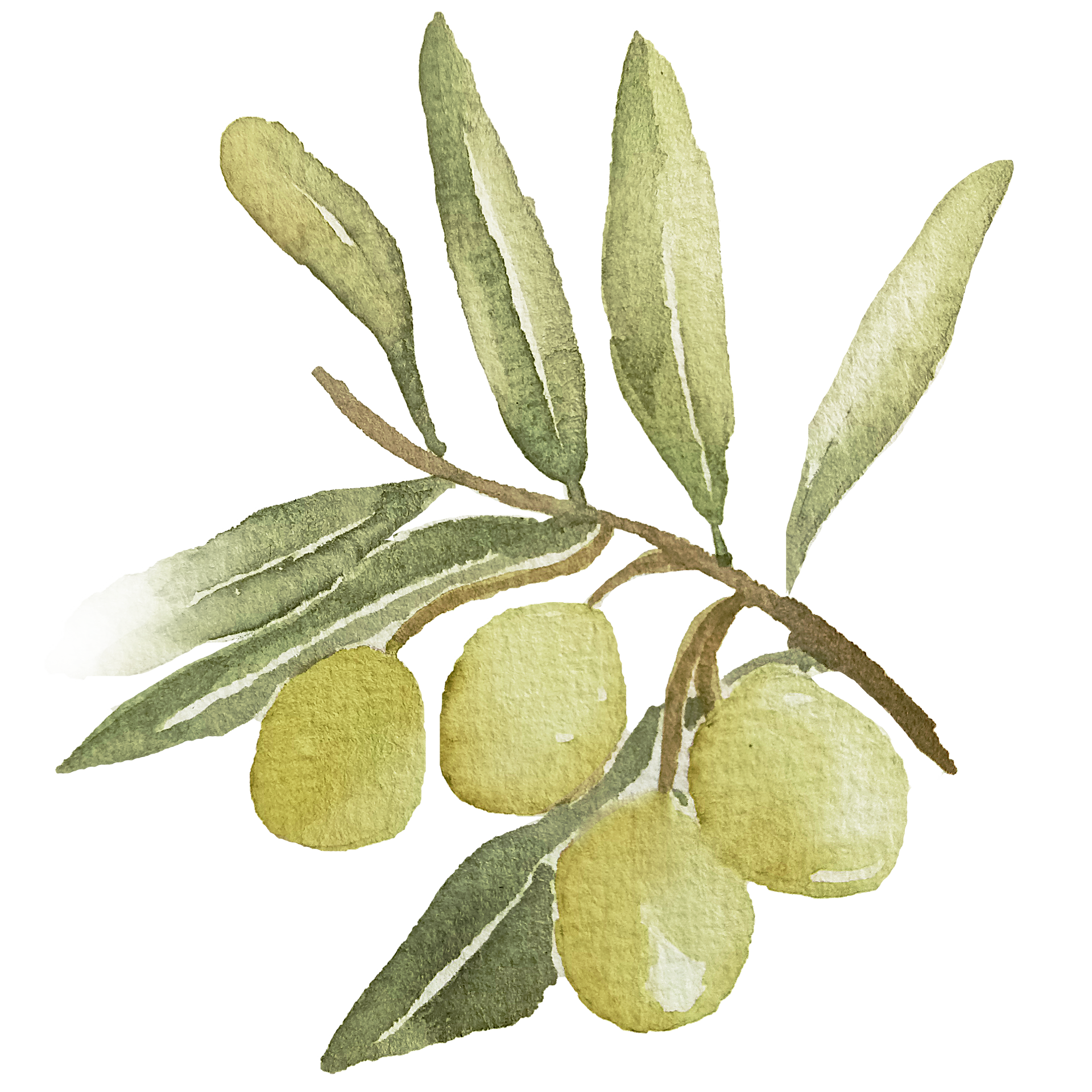 Monstera Blatt