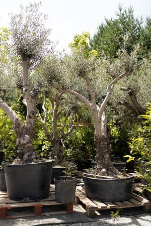Obstbaum