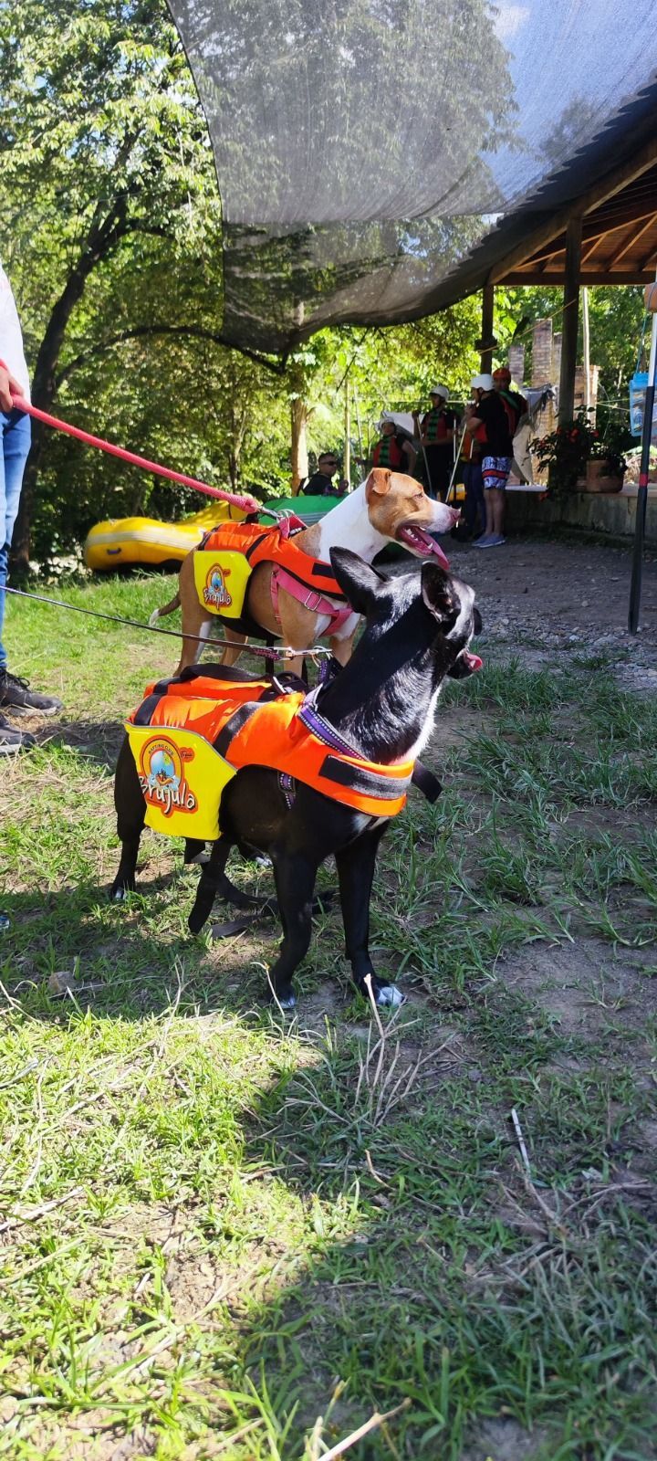 Mascota disfrutando de una experiencia de aventura al aire libre.