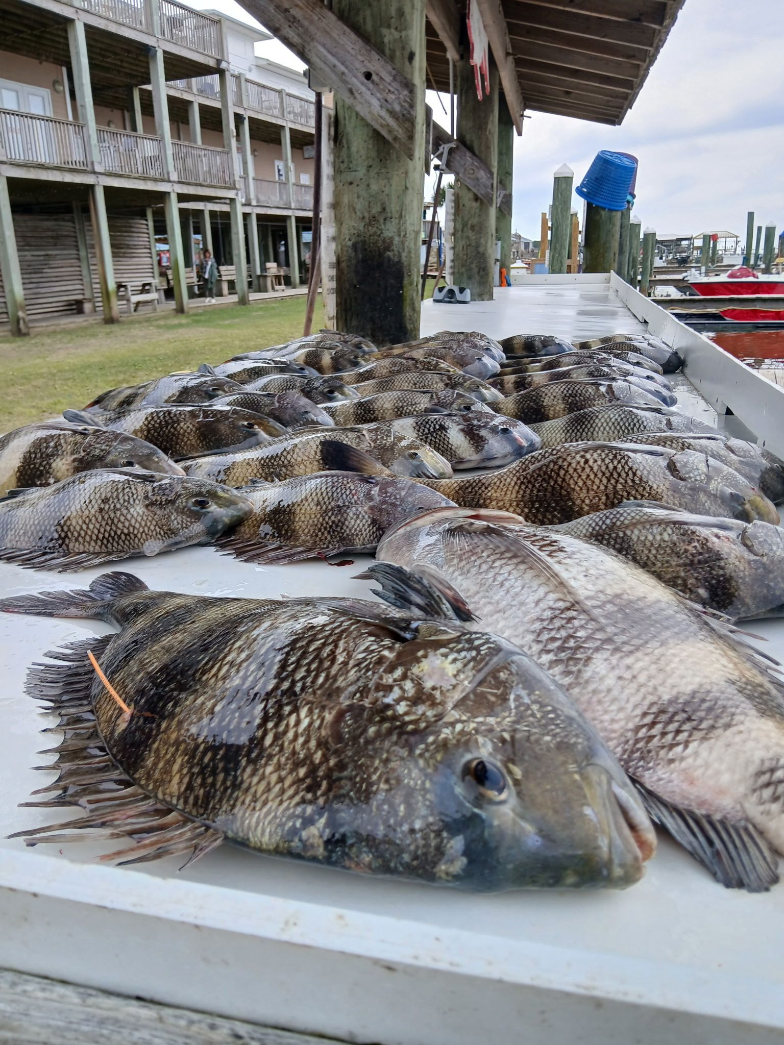 Fresh fish laid out on a white table at an outdoor dock market.
