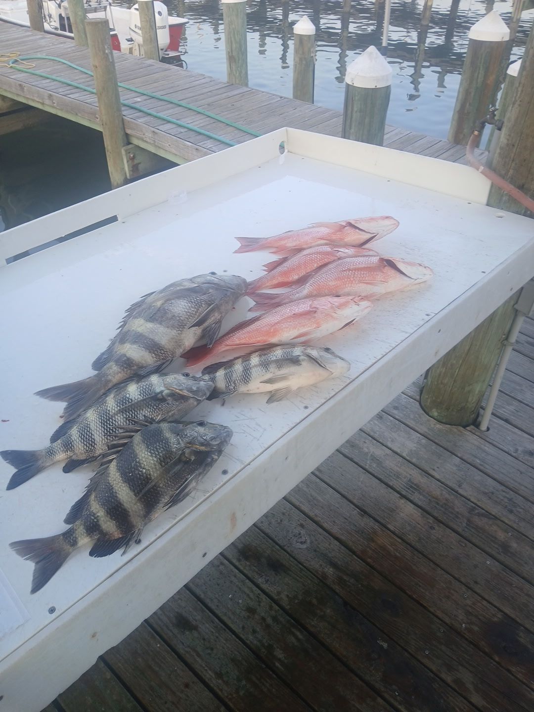Fresh-caught fish and a crab on a white tray at a dockside table.