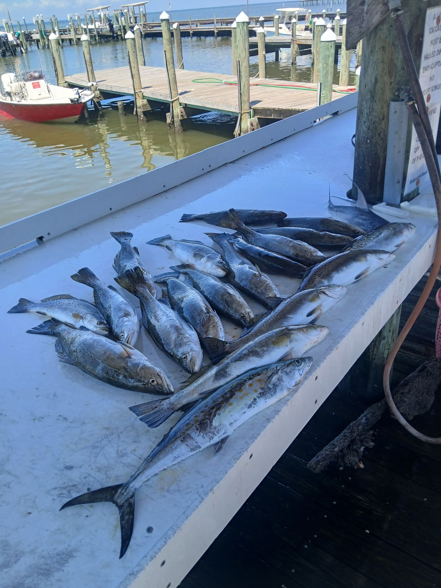 Freshly caught fish laid on a dockside table with boats and water in the background