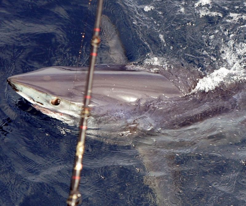 A mako shark breaks the surface of deep blue water near a fishing rod.