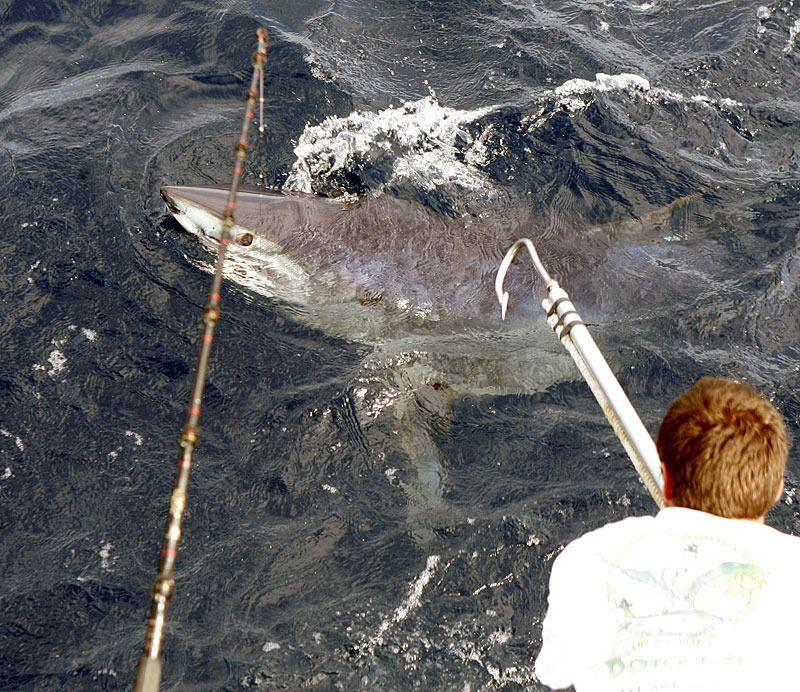 A person on a boat prepares to use a gaff hook on a large shark swimming near the water's surface.